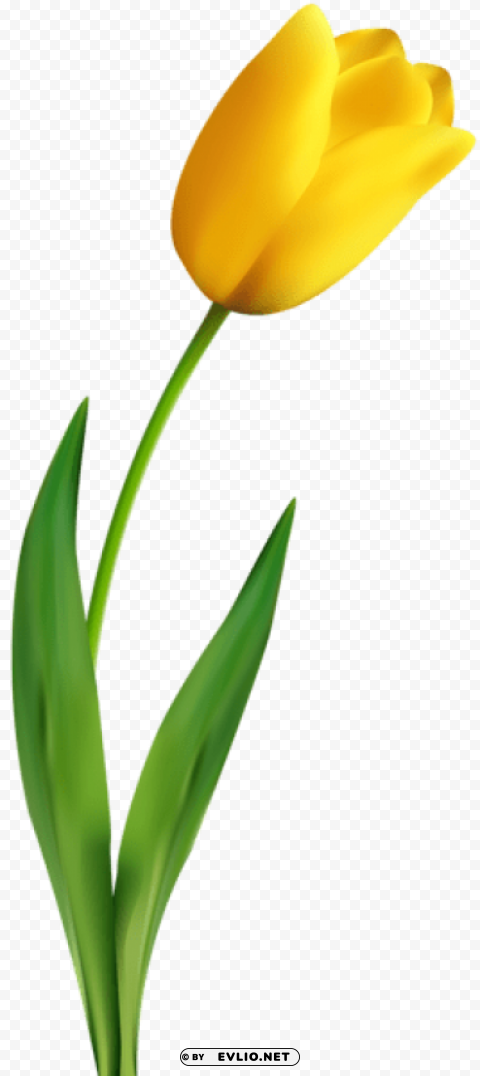 yellow tulip Isolated Item with HighResolution Transparent PNG