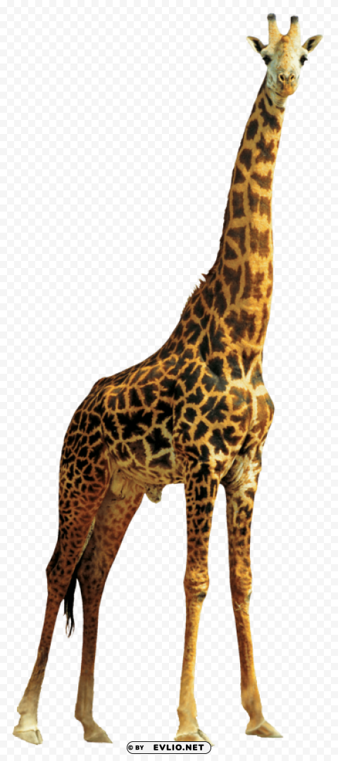 giraffe Free PNG images with transparent layers diverse compilation