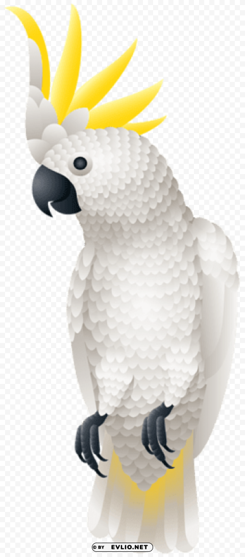 kakadu parrot Clear PNG pictures broad bulk png images background - Image ID 47bad152