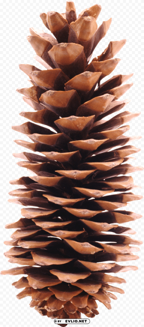 pine cone Free PNG images with transparent layers diverse compilation