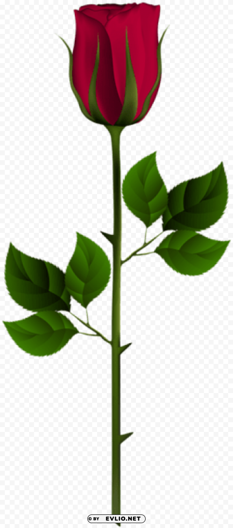 red rose bud Transparent PNG Isolated Artwork