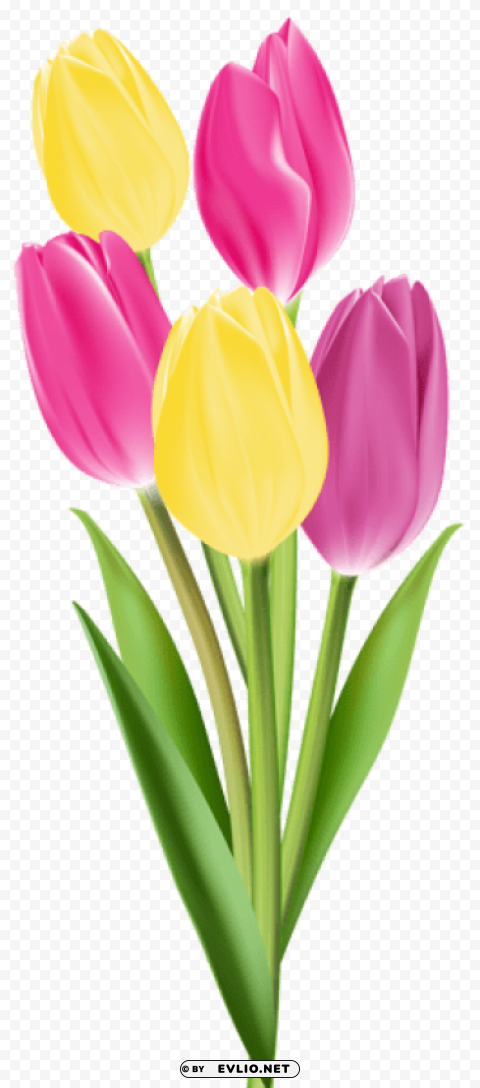 tulips Transparent Background PNG Isolation