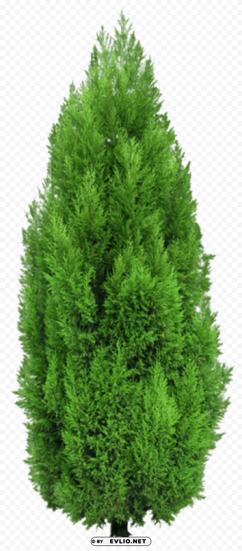 cypress tree Isolated Subject on HighResolution Transparent PNG