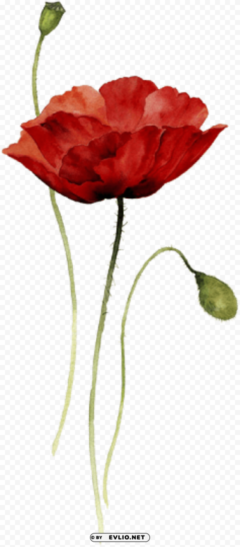 red poppy watercolor tattoo HighQuality Transparent PNG Isolation
