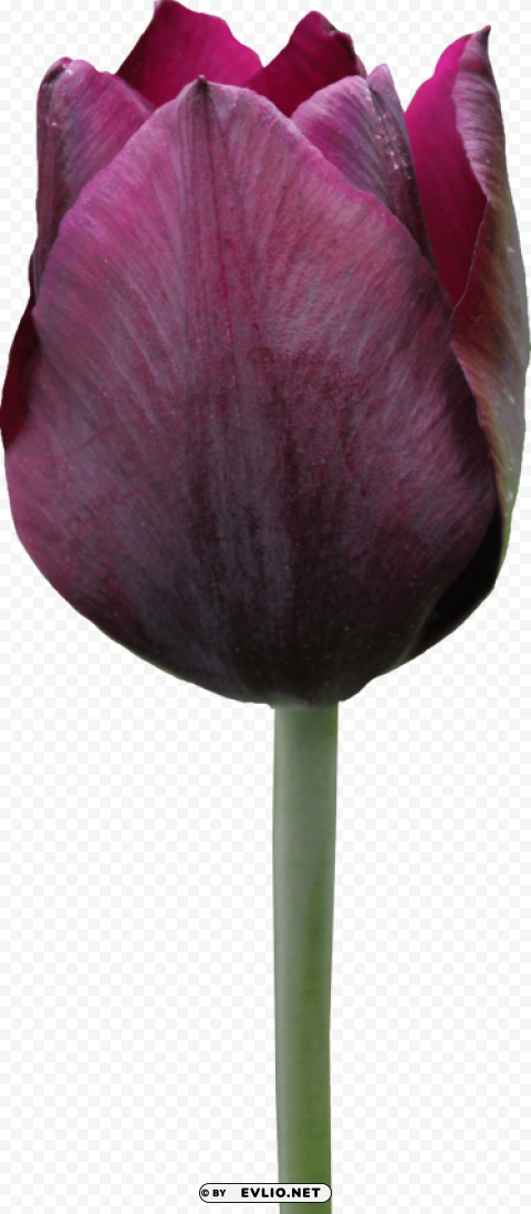 tulip HighResolution PNG Isolated Artwork