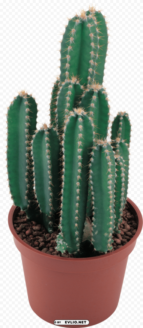 classic cactus Clear Background PNG Isolated Graphic Design
