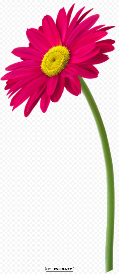 pink gerbera flower PNG images with clear alpha channel