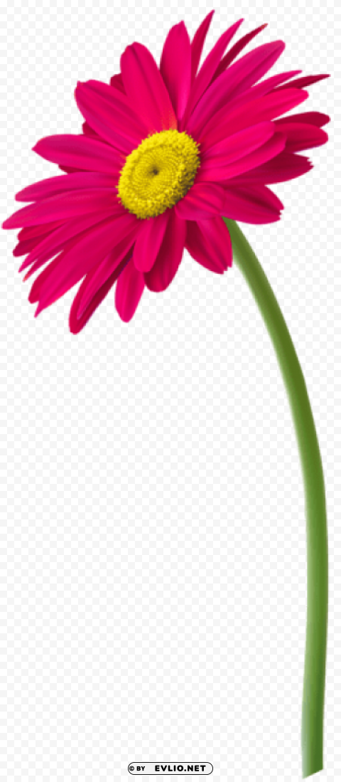 PNG image of pink gerbera flower PNG images with clear alpha channel with a clear background - Image ID f471b263