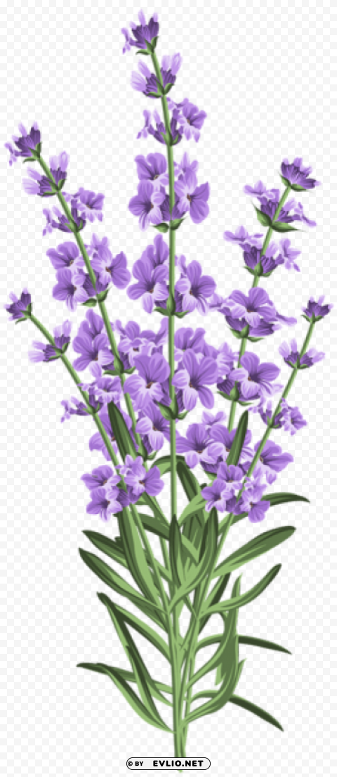 PNG image of lavender flower PNG picture with a clear background - Image ID c2fe9526