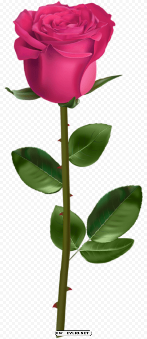 rose with stem pink PNG images for advertising