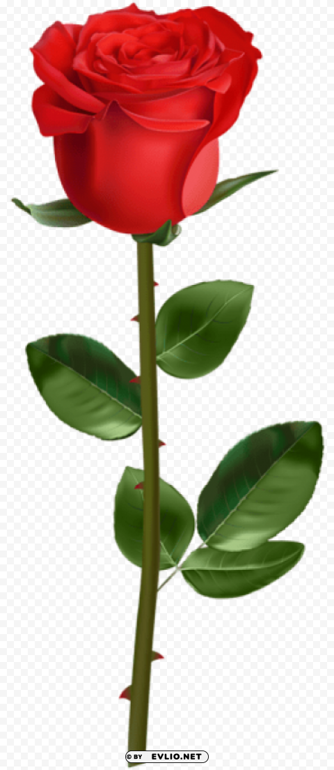 rose with stem red PNG Image with Isolated Subject