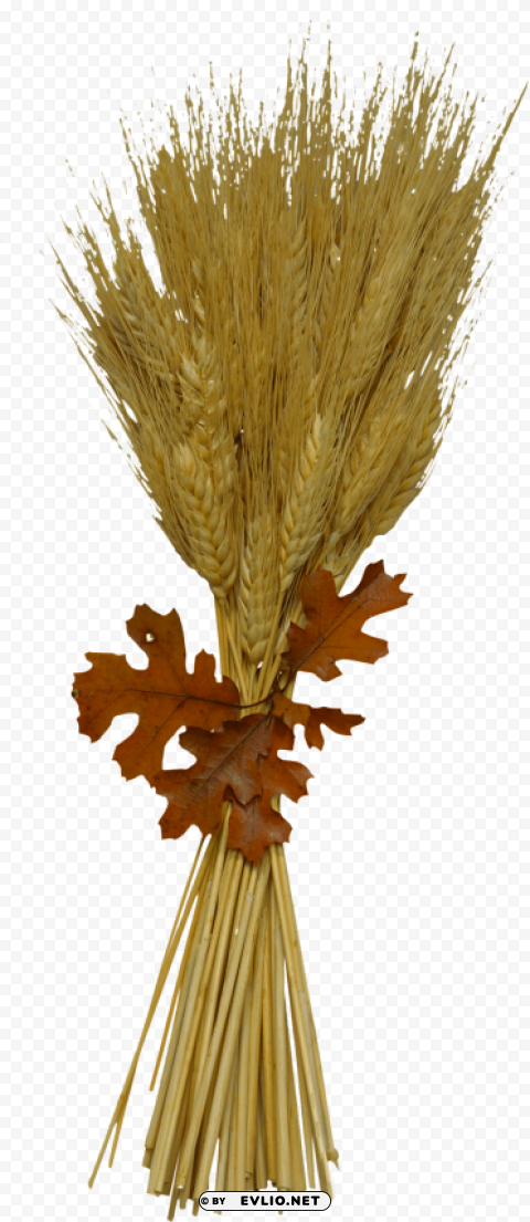 Wheat PNG Image with Transparent Background Isolation