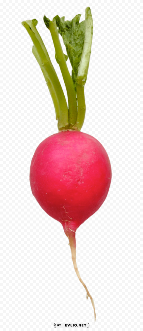 radish PNG graphics with clear alpha channel broad selection