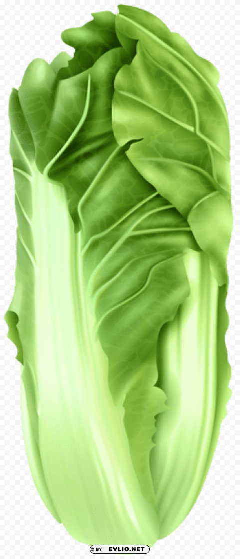 napa cabbage PNG images without restrictions