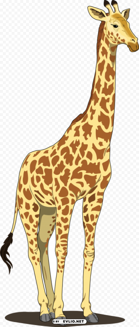 giraffe Free download PNG images with alpha transparency