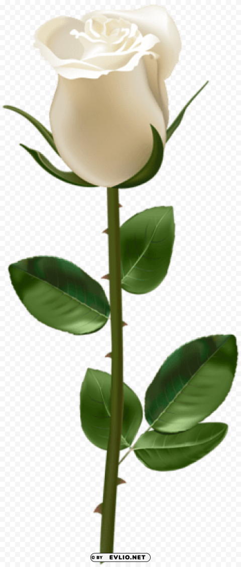 rose with stem white PNG Image with Clear Isolation