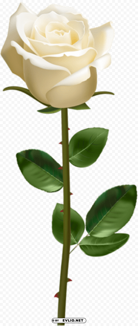 white rose with stem PNG pictures with no background