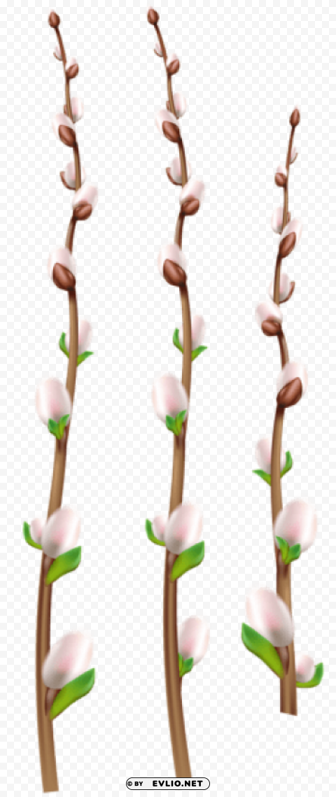 easter willow branches PNG Image with Isolated Transparency