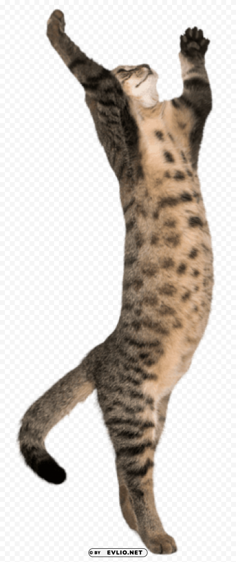 cat on two legs transparent Isolated Subject on HighQuality PNG