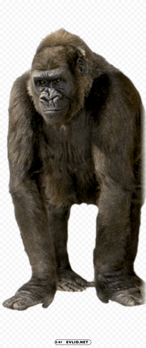 gorilla Isolated Design on Clear Transparent PNG