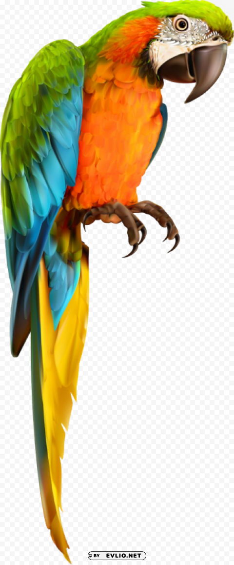 Birds Transparent PNG Object Isolation