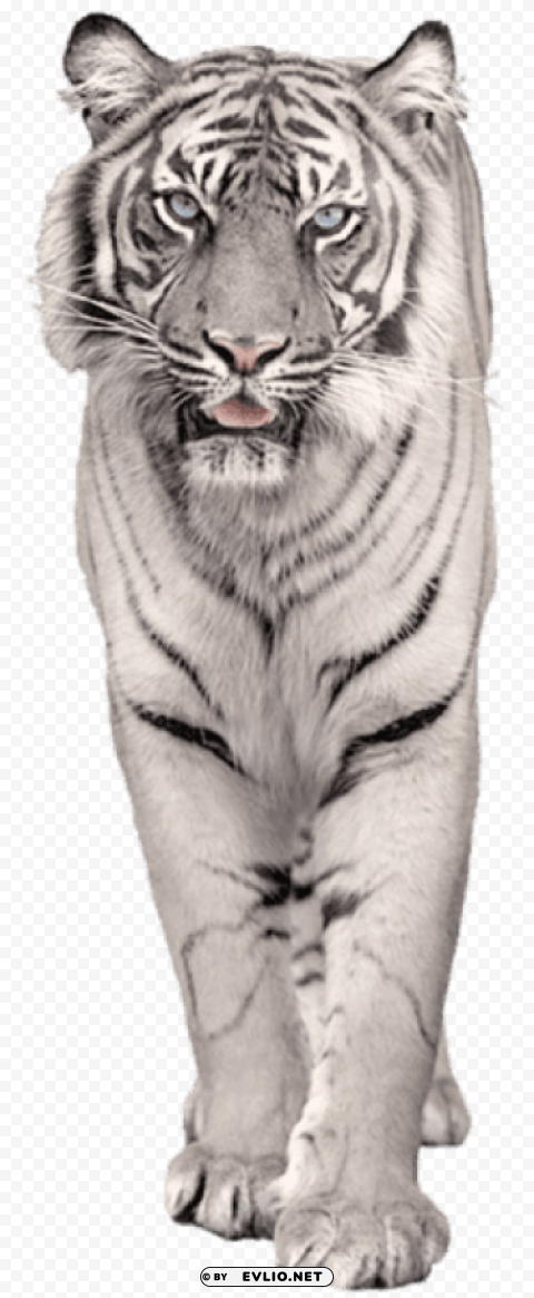 white tiger PNG file with alpha