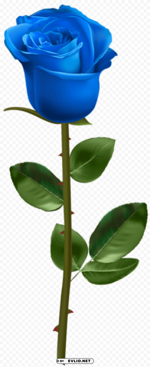 blue rose with stem transparent PNG images with alpha channel diverse selection