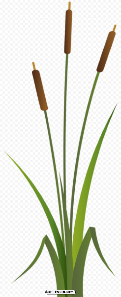 PNG image of bulrush Isolated PNG Graphic with Transparency with a clear background - Image ID 4704eed2