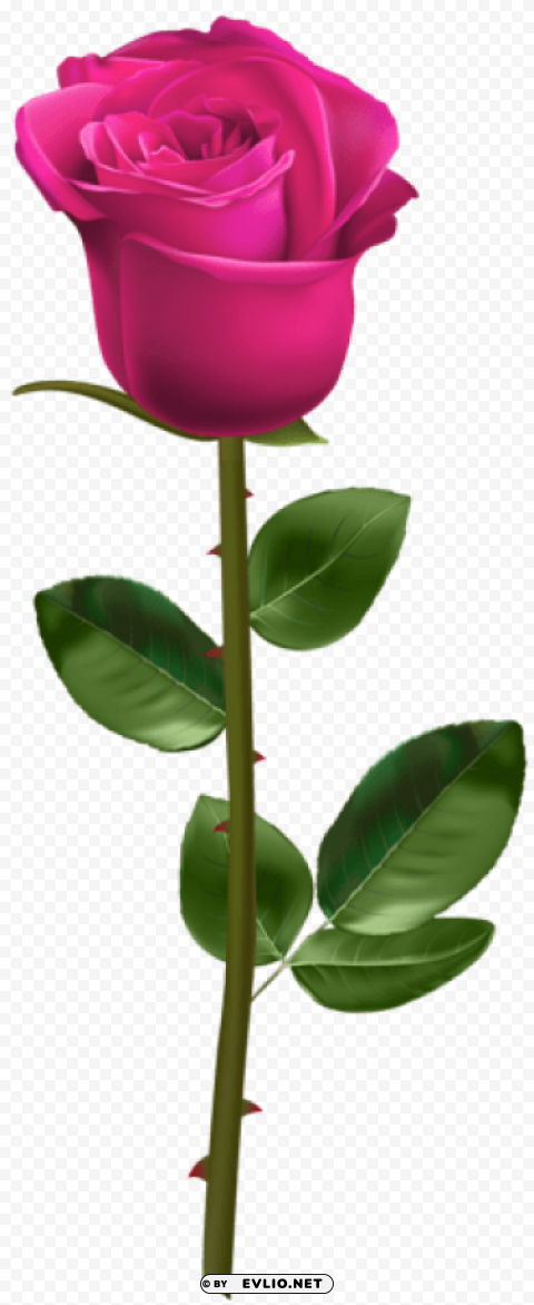 pink rose with stem PNG images free download transparent background
