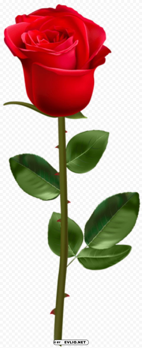 red rose with stem transparent PNG images for personal projects