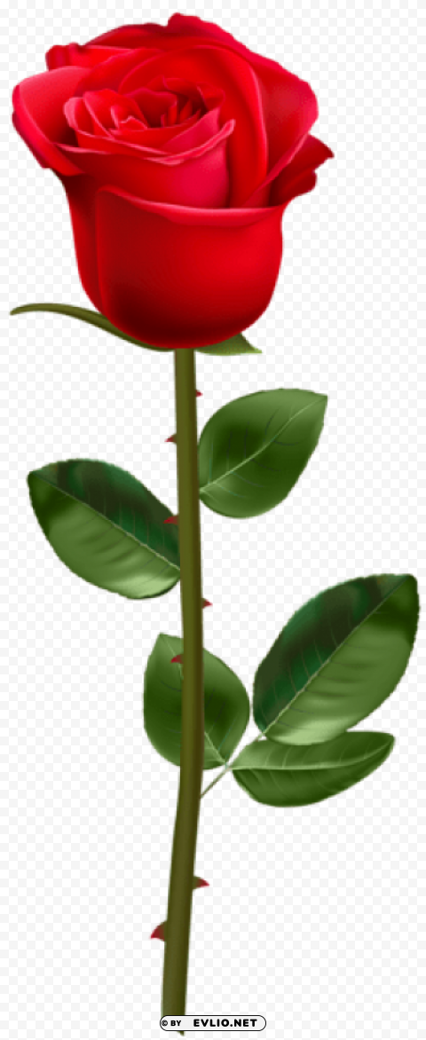 Red Rose With Stem Transparent PNG Images For Personal Projects