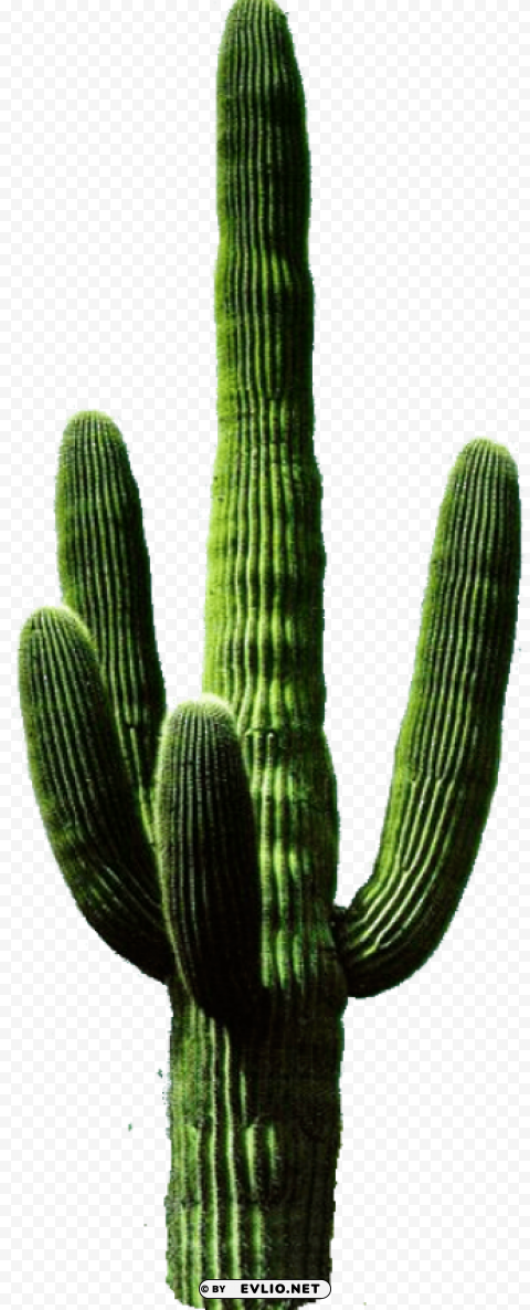 cactus 11 Transparent PNG vectors