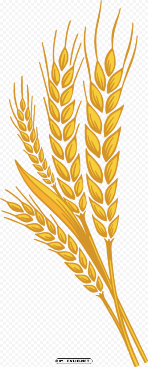 Wheat PNG Graphic Isolated with Clear Background