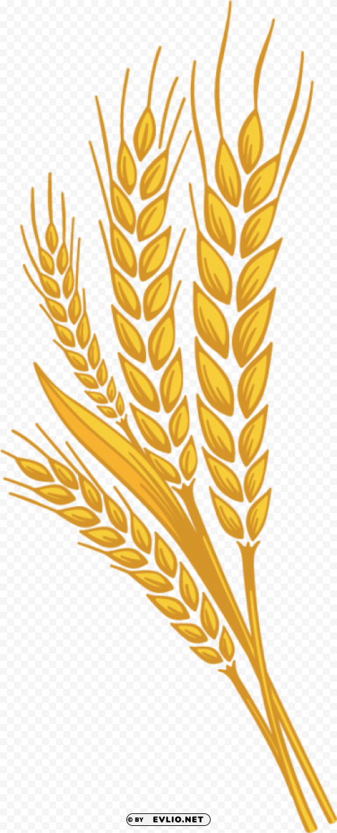 wheat Isolated Object in Transparent PNG Format