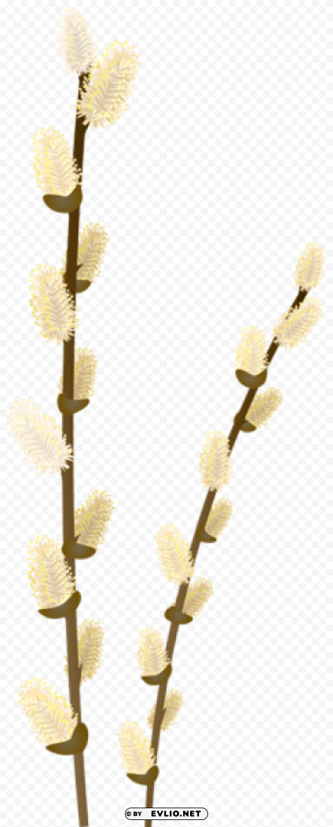 willow tree branch PNG Image with Transparent Isolated Graphic Element