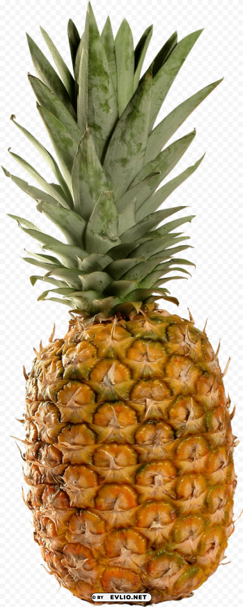 pinapple PNG Isolated Illustration with Clarity