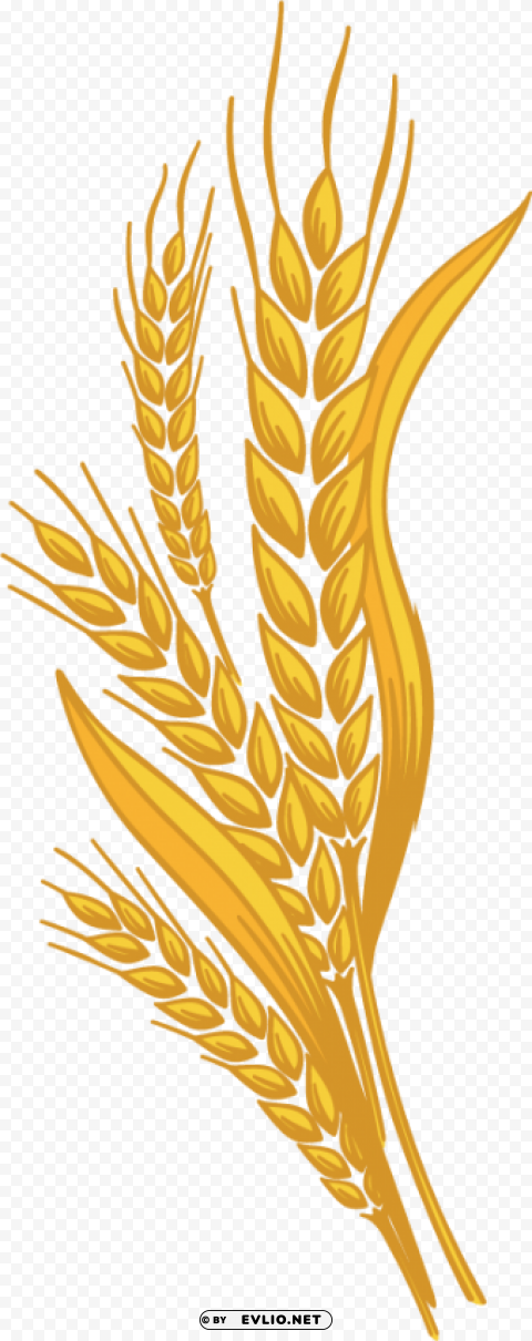 Wheat PNG Graphic Isolated with Clarity