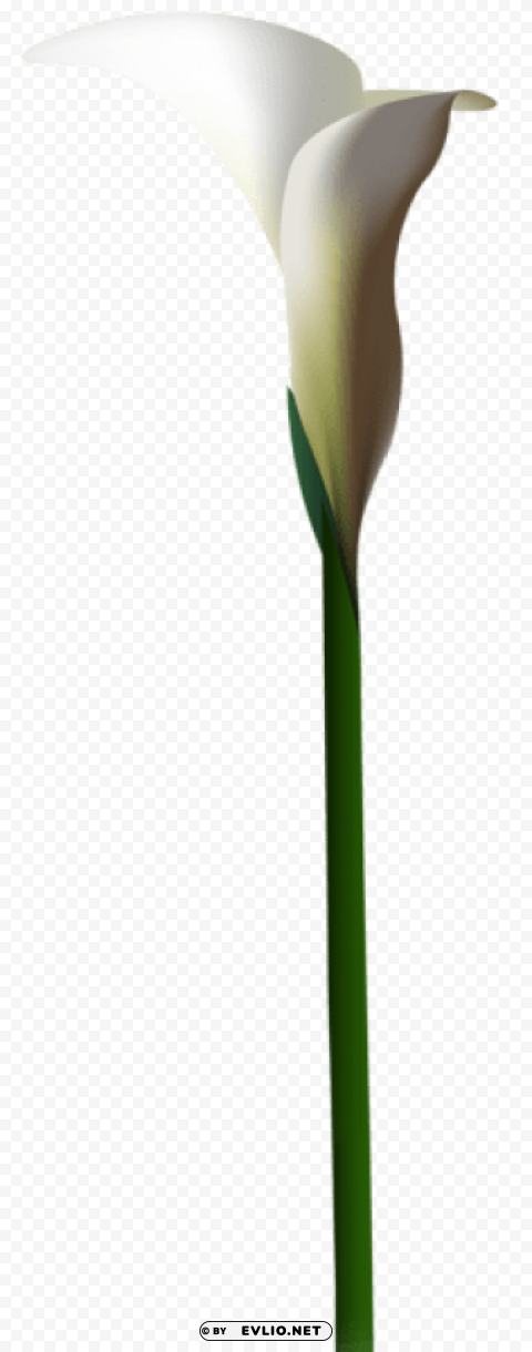 calla lily flower Clear Background Isolated PNG Illustration