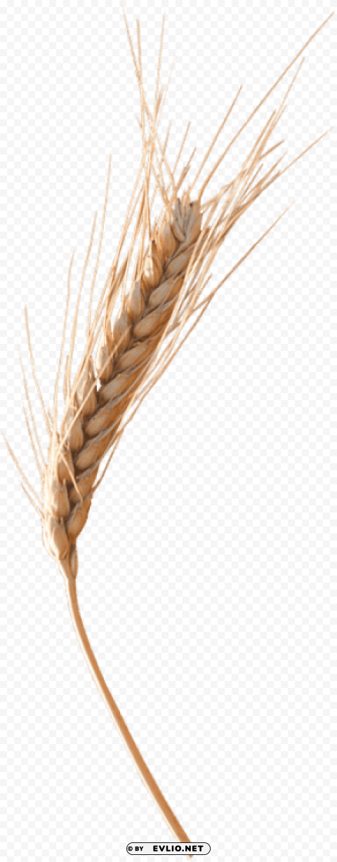 Wheat PNG files with transparent elements wide collection