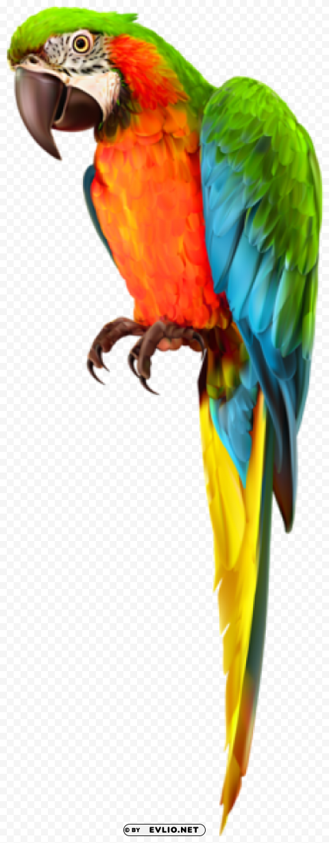 parrot transparent Clean Background Isolated PNG Icon