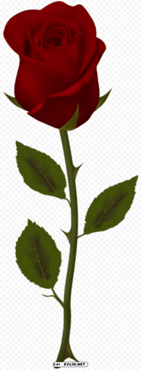 dark red rose PNG Isolated Object with Clear Transparency