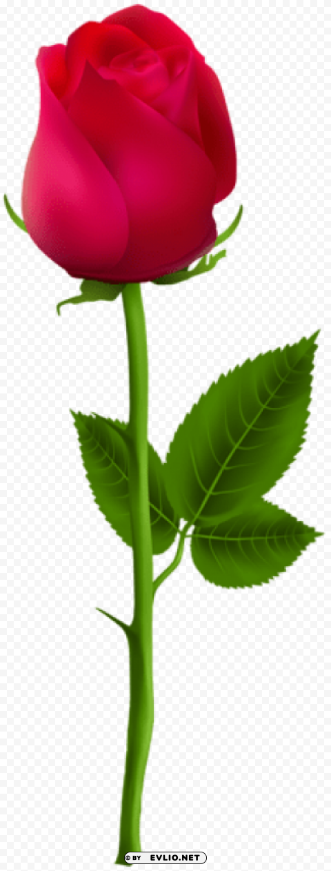 red rose Transparent PNG images set