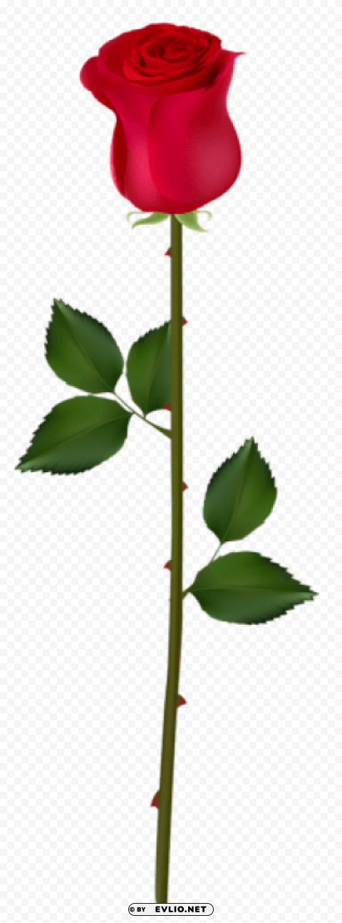 red rose bud PNG for Photoshop