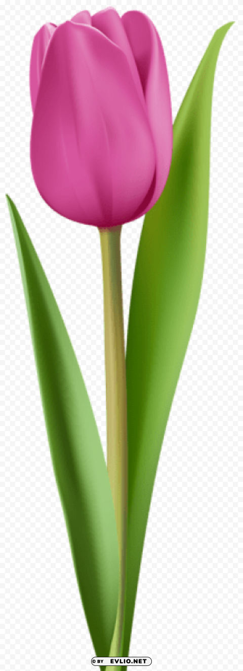 pink tulip Isolated Artwork in Transparent PNG Format