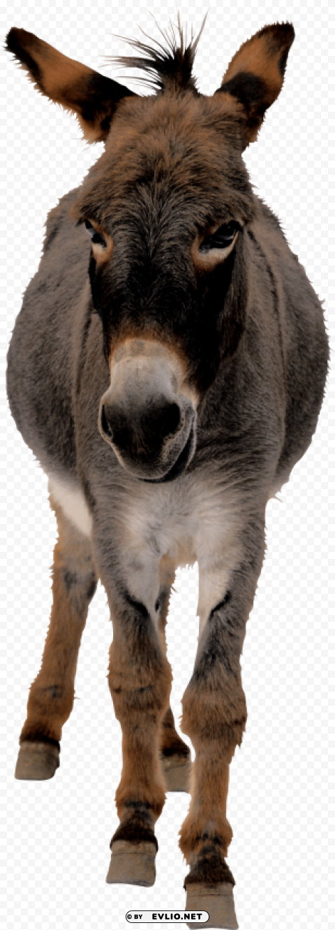 donkey PNG Graphic with Clear Isolation png images background - Image ID ce0b051f