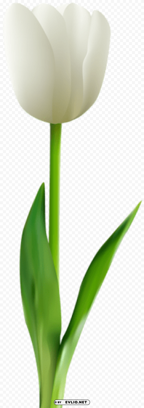 PNG image of white tulip Isolated Subject in Clear Transparent PNG with a clear background - Image ID 90df289a