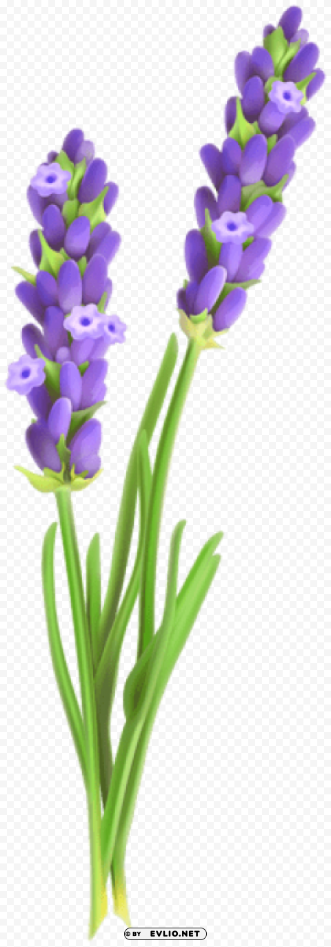 lavander PNG images with transparent elements pack