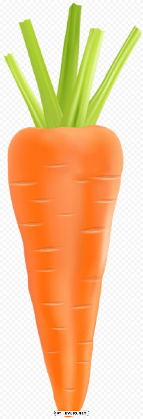 carrot HighResolution Transparent PNG Isolated Element