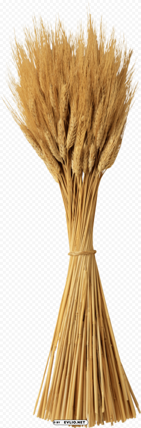 Wheat PNG Image with Isolated Artwork