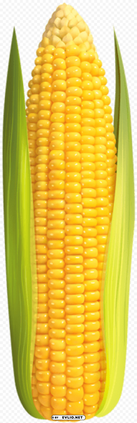 corn Clear Background Isolated PNG Object
